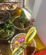 各种花草。蝴蝶兰美杜莎20蔓越莓10发财树50金边50龙血兰