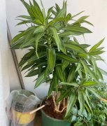 各种花草。蝴蝶兰美杜莎20蔓越莓10发财树50金边50龙血兰