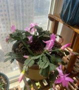 各种花草。蝴蝶兰美杜莎20蔓越莓10发财树50金边50龙血兰