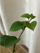 不想养了，出一盆波妹三角梅（博伊斯玫瑰三角梅）